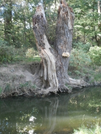 Samorost, ale mo�n� u� sp� "nerost"