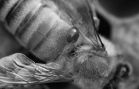 Varroa destructor - P�ichycen� na v�ele