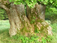 Kmen nejstaršího dubu