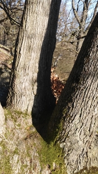 Medita�n� tr�n