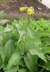 Inula helenium