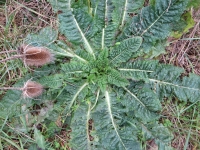 Ro�n� r��ice vhodn� ke sb�ru