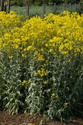Boryt barvsk, Isatis tinctoria
