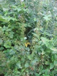 Krtink hlznat - Scrophularia nodosa