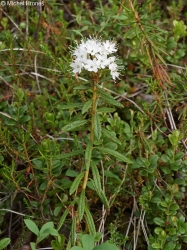 Rojovn�k bahenn�