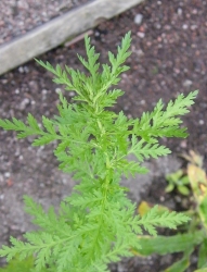 Artemisia annua