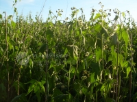 Vlke oboupohlavn Sida hermaphrodita