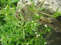 Galium aparine