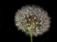 Pampeli�ka l�ka�sk� / Smetanka l�ka�sk�