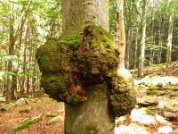 Velký Blaník - Stromy rostoucí přímo u vztyčeného kamene