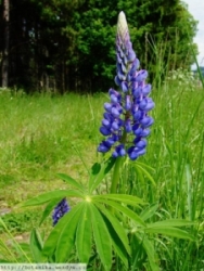 Vl�� bob mnoholist� / Lupina mnoholist�