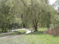 "Zapomenut� vrba" u soutoku �n�tick�ho a Horom��ick�ho potoka