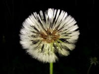 Pampeli�ka l�ka�sk� / Smetanka l�ka�sk�