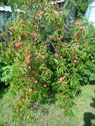 Vahou asi p�ijdem o v�tev:)