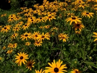 Rudbekie - rudbeckia fulgida