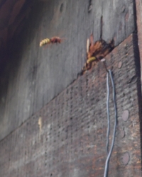 Bo�n� vlet do kr�l�k�rny