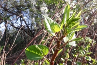 Probouzej�c� se k��dlatka