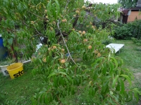 Broskve n�sada jako hrom!