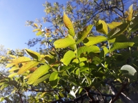 Listy ořechu v odpoledním slunci