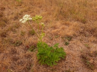 Odoln� bylina ve vyprahl� pustin�