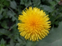 Kv�t pampeli�ky z bezprost�edn� bl�zkosti