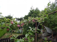 Jablka jedn� v�tve-kr�sa!