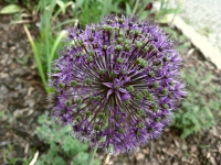 Kv�t cibule / �esneku