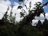 Jablka jedn� v�tve-kr�sa!