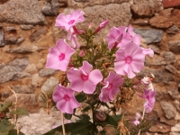Plam�nka (phlox), lidov� floxa