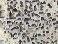 Nad�van� vo�tiny