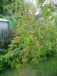 Broskve n�sada jako hrom!