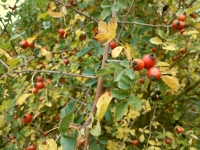 Uk�zka v�sledku p�i p�vodn�m nastaven� vyv�en� b�l� na automatiku a n�sledn�m sn�en� modr� slo�ky �pravou v po��ta�i