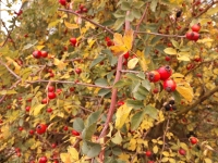 Uk�zka v�sledku focen� p�i nastaven� vyv�en� b�l� na obla�no/zata�eno (nap�. 6500 K)