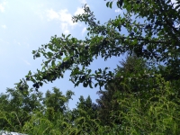 �vestka Bosensk�