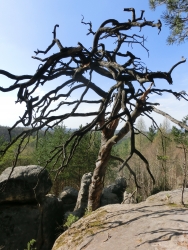 N�kter� stromy jsou kr�sn� i po smrti . . .