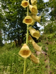 Pot�en� pro o�i