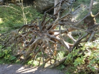 Sk�ly maj� p�ednost a stromy se mus� opravdu sna�it aby p�e�ily v m�lk� p�d�