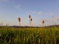 Jitrocel kopinat odkvt