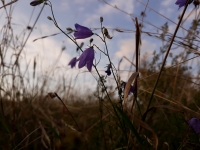 P�vodn� surov� sn�mek