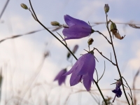 V��ez - fin�ln� sn�mek