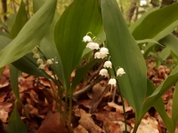 Z konvalinkov�ho h�je