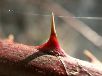 Zv�t�ovac� objektiv pro mobiln� telefon - Uk�zka - Trn ostru�in�ku