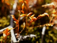 Zv�t�ovac� objektiv pro mobiln� telefon - Uk�zka - Mech