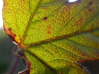 Zv�t�ovac� objektiv pro mobiln� telefon - Uk�zka - List ostru�in�ku