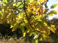 Dubov listy sluncem rozzen