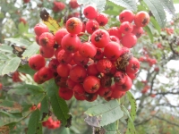 příroda sobě . . .