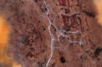 Podhoub� - mycelium