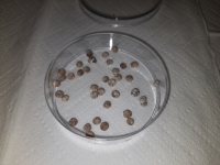 Su�en� semena �i bobule prorostl� myceliem