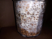 Mycelim hub v substr�tu ze �paldov�ch zrn