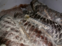 H�ibov� mycelium